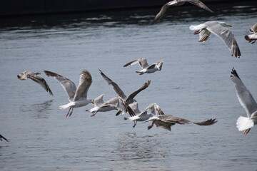 In the photo, seagulls are flying over the water.