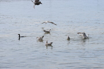 In the photo, seagulls are flying over the water.