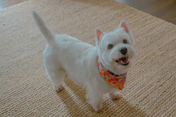 smiling standing hazel