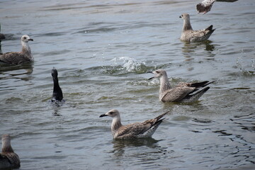 seagulls and cormorants in the sea