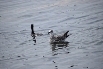Fototapeta premium seagulls and cormorants in the sea