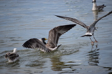 In the photo, seagulls are flying over the water.