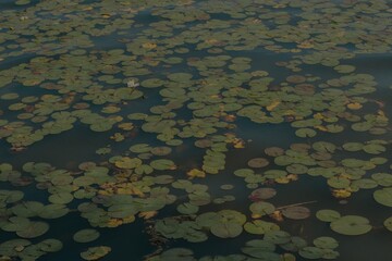 closest up of lilly pads 