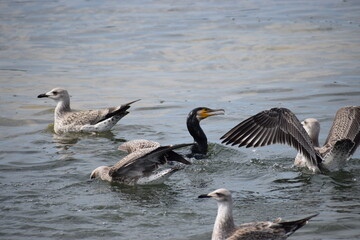 seagulls and cormorants in the sea