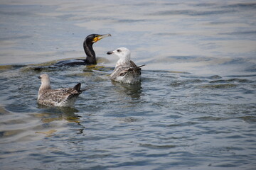 Fototapeta premium seagulls and cormorants in the sea