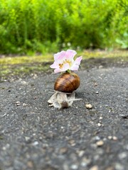 Snail carrying a pink wildflower on its shell crawling on an asphalt path