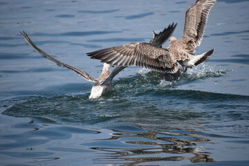 In the photo, seagulls are swimming in the sea.