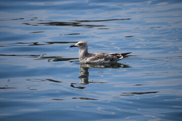 In the photo, seagulls are swimming in the sea.