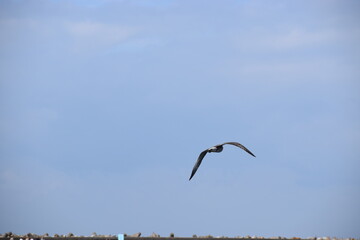 Photo of a silver martin seagull flying in the sky.