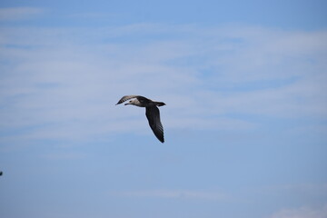 Photo of a silver martin seagull flying in the sky.