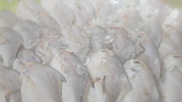 Close-up of chilled pomfret in supermarket sales