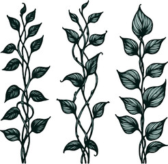 Set of silhouettes vine branches leaves. Grapes vineyard, grapevine black and white illustration. Wine labels design, Borders hand drawn decorative vines and berries botanical motifs. 