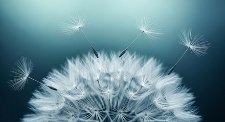 Close-up of dandelion seeds dispersing, showcasing delicate white filaments against a teal background, symbolizing fragility, change, and new beginnings