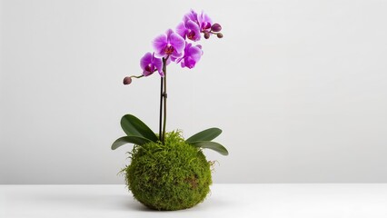 Blooming Beauty. A Delicate Pink Orchid in a MossCovered Kokedama, on a White Surface