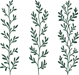 Black and White herbs. Stylized twigs plants. Set of branches doodle floral sketch Leaves border. Hand drawn Botanical drawing. Simple line art frieze, vine stems illustration. 