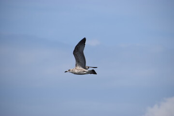 Photo of a silver martin seagull flying in the sky.