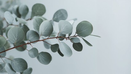 Eucalyptus Branch on a Pale Gray Background, Minimalist Botanical Still Life.