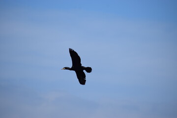 In the photo, a black cormorant duck is flying in the sky