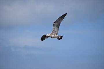 Photo of a silver martin seagull flying in the sky.