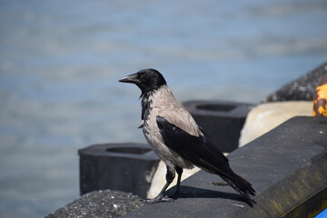 A crow on a pier poses for a photo