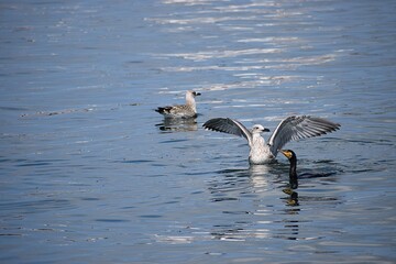 seagulls and cormorants in the sea