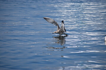 in the photo there are seagulls in the sea