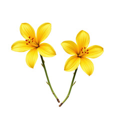 Fototapeta premium Beautiful Yellow Flowers with Green Stems on Transparent background