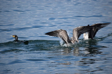 seagulls and cormorants in the sea