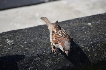 In the photo, a sparrow sits on the railing of a ship