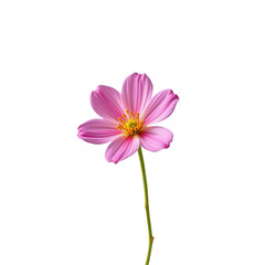 Delicate Pink Flower Isolated on a Transparent background