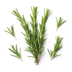 Fototapeta premium A fragrant and vibrant collection of fresh rosemary twigs, their slender green leaves and woody stems in sharp focus copy