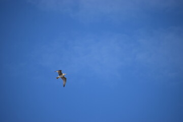 Photo of a silver martin seagull flying in the sky.