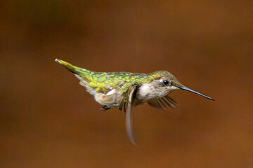 Hummingbird in flight approaching a feeder.