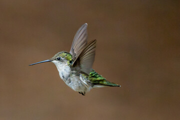 Hummingbird in flight on a summer day.