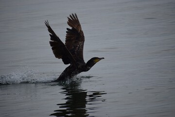 great cormorant flying