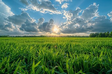 A vibrant green field under a clear blue sky, capturing the essence of a serene summer landscape