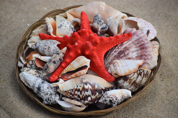 The image shows a starfish and various seashells collected at sea.