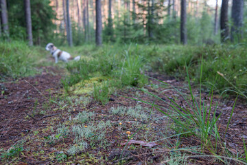 dog in the woods