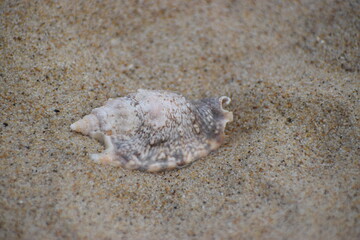 The photo shows a crab and a mollusk of the genus Wasum or Morum.