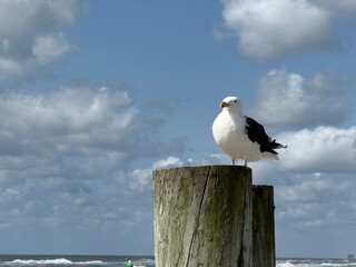 Large seagull with a yellow beak on a wooden pilling with a blue sky with white puffy clouds in the...