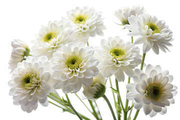 Obraz premium Closeup of white chrysanthemums isolated on transparent background, showcasing the beauty of floral blooms in a still life