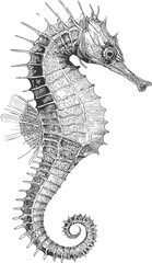 Intricate black and white seahorse illustration with detailed sketch patterns. Vector illustration