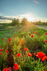 A beautiful and dramatic evening photo of a field of red poppies and tall grass, with the setting sun creating a brilliant sunburst and a strong lens flare effect.
