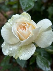 White rose with water droplets on petals