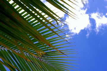 palm tree leaves