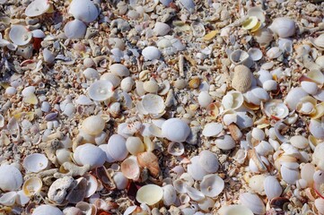 shells on the beach