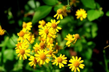 yellow flowers in spring