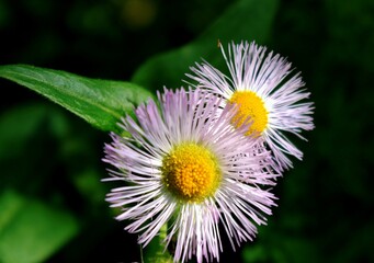 Obraz premium wildflower