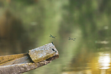 Libellen an einem alten Fischerboot © Dominik