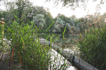 Altes Fischerboot am kleinen Steg im Schilf 